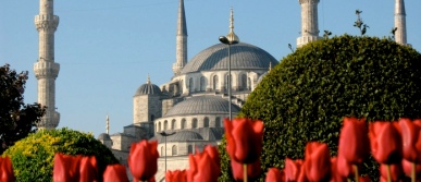 tulipani ad istanbul